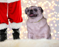 Paws xmas 2020